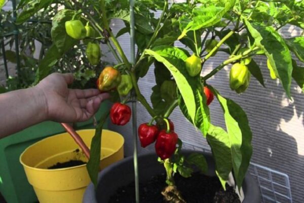 Daftar Habanero: Ragam Jenis dan Cara Menanam yang Tepat Daftar Habanero: Ragam Jenis dan Cara Menanam yang Tepat