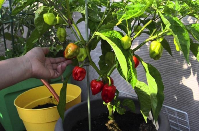 Daftar Habanero: Ragam Jenis dan Cara Menanam yang Tepat
