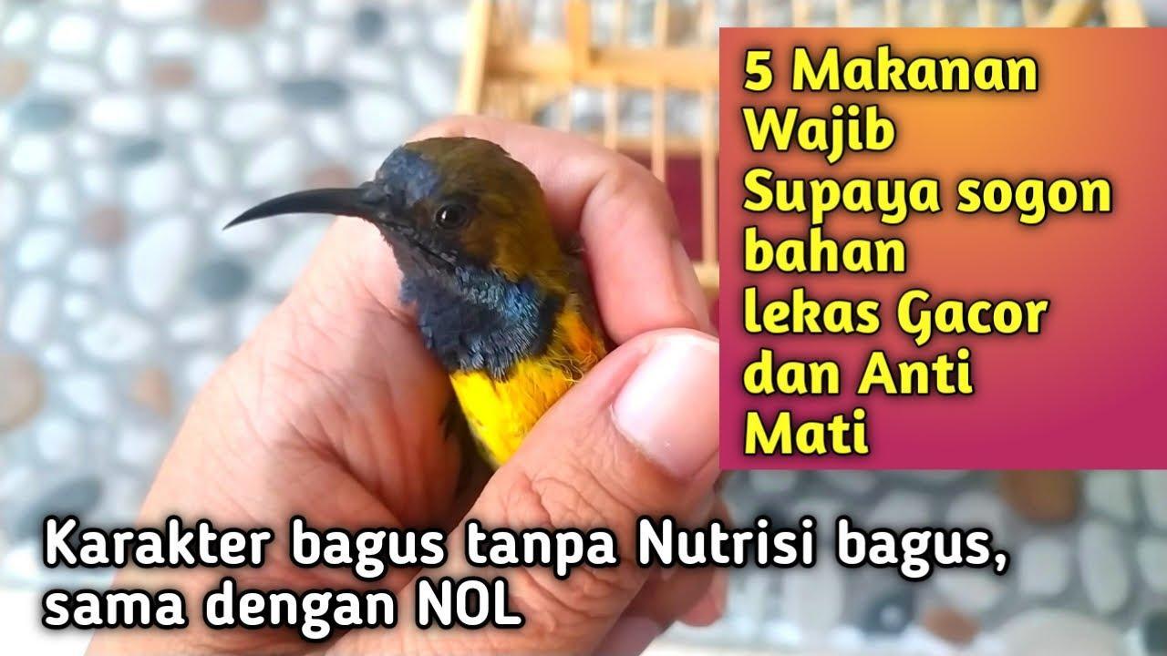 Agen Gacor Bagus: Solusi Terbaik untuk Burung Anda