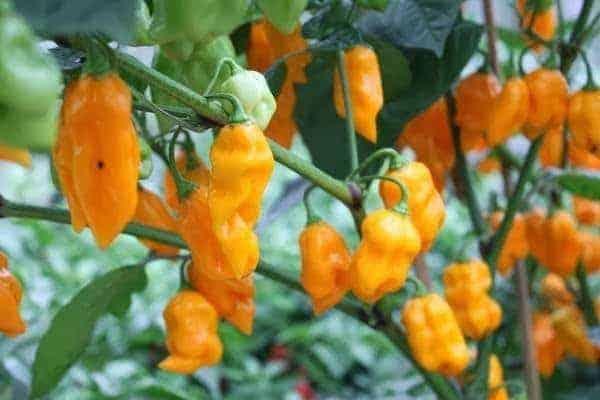 Daftar Habanero: Ragam Jenis dan Cara Menanam yang Tepat