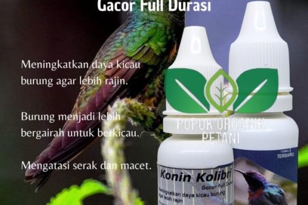 Agen Gacor MANDIRI: Tempat Terbaik untuk Memiliki Burung Berkualitas Agen Gacor MANDIRI: Tempat Terbaik untuk Memiliki Burung Berkualitas